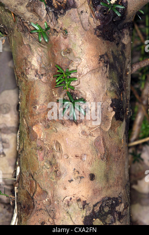 Gemeinsamen Eibe Taxus Baccata Bachufer Stockfoto