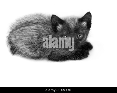 Das kleine Kätzchen auf weißem Hintergrund Stockfoto