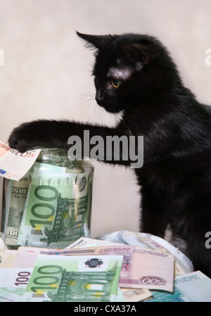 Das schwarze Kätzchen spielt mit Geld Stockfoto