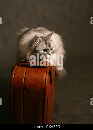 Das Bild der Katze auf alte Koffer Stockfoto