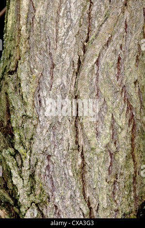Weiße Weide Salix Alba Salicaceae Stockfoto