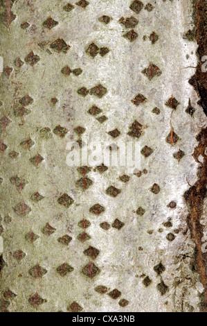 Grau-Pappel Populus X canescens (Salicaceae) Stockfoto
