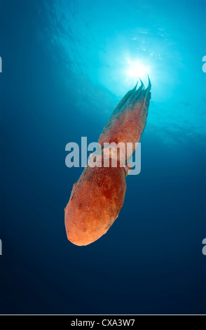 Pazifische Riesenkrake oder Nordpazifik Riesenkraken, (Enteroctopus Dofleini) Japan Meer, Fernost, Primorsky Krai, Rußland Stockfoto