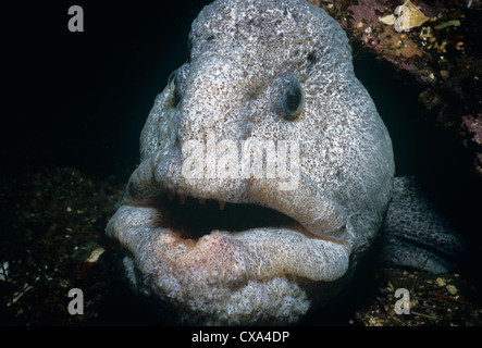 Nahaufnahme von Wolf-Aal (Anarrichthys Ocellatus). Königin Charlotte Strait, Britisch-Kolumbien, Kanada, Nord-Pazifik. Stockfoto