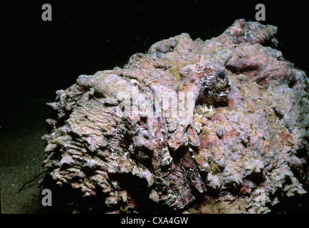 Steinfisch (Synanceia verzweigt) getarnt. Eilat, Israel, Rotes Meer Stockfoto