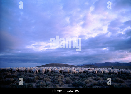 Mutterschafe auf Palette bei Sonnenaufgang Nevada Stockfoto