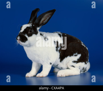 Rex kaninchen (Farbe: Gebrochen) Stockfoto