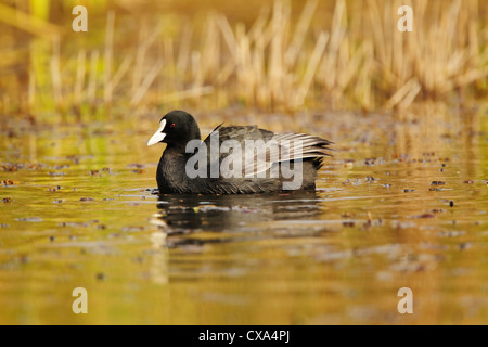 Eurasische Blässhuhn (Fulica Atra) Schilf auf bunten Wasser schwimmen Stockfoto