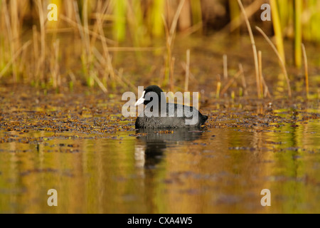 Eurasische Blässhuhn (Fulica Atra) Schilf auf bunten Wasser schwimmen Stockfoto