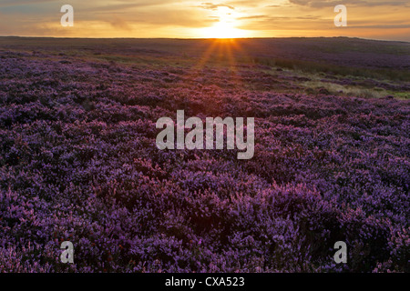 Sommersonne über Lealholm Moor mit Heidekraut in voller Blüte. North York Moors National Park Stockfoto