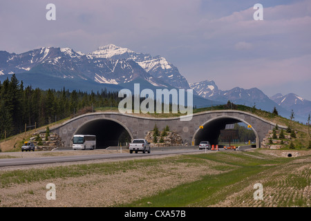 ALBERTA, Kanada - Wildlife Überführung auf Route 1 im Banff National Park in der Nähe von Stadt der Tempel. Stockfoto