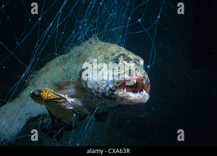 Squaretail Grouper (Plectropomus Truncatus) und Blackback Butterflyfish (Chaetodontidae Melannotus) gefangen in Beduinen Netz. Ägypten Stockfoto