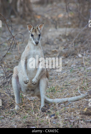 Agile Wallaby (Macropus Agilis), Mary-River-Nationalpark, Northern Territory, Australien Stockfoto