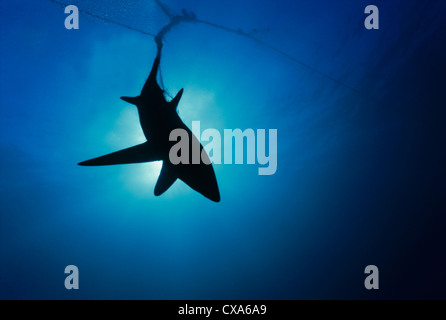 Drescherhai (Alopias Vulpinus) im Netz gefangen. Huatabampo, Mexiko, Sea of Cortez, Pazifischer Ozean Stockfoto