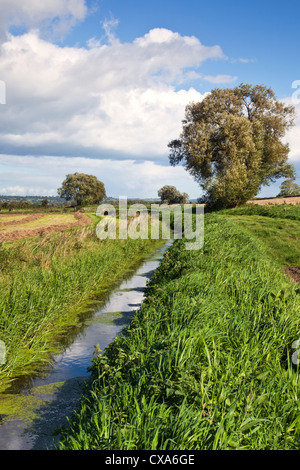 Eine schöne Aussicht auf eine Rhyne in Ackerland in den Somerset Levels, UK an einem windigen Tag Stockfoto