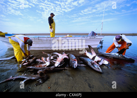 Gill Net Fischer reinigen Fuchshaie (Alopias Vulpinus) am Ufer. Huatabampo, Mexiko, Sea of Cortez, Pazifischer Ozean Stockfoto