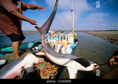 Gill Net Fischer abziehen Fischerboot ans Ufer Fuchshaie (Alopias Vulpinus). Huatabampo, Mexiko, Sea of Cortez Stockfoto