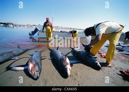 Gill Net Fischer reinigen Fuchshaie (Alopias Vulpinus) am Ufer. Huatabampo, Mexiko, Golf von Kalifornien, Pacific Ocean Stockfoto