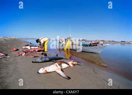 Gill Net Fischer reinigen Fuchshaie (Alopias Vulpinus) am Ufer. Huatabampo, Mexiko, Sea of Cortez, Pazifischer Ozean Stockfoto