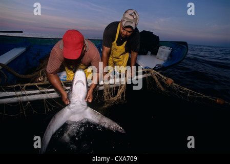 Gill Net Fischer schleppen Drescherhai (Alopias Vulpinus) an Bord. Huatabampo, Mexiko, Sea of Cortez, Pazifischer Ozean Stockfoto