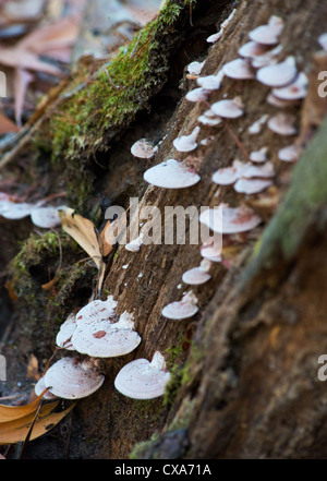 Pilze wachsen entlang ein Protokoll über den Wald Boden, Fogg Dam Conservation Reserve, Northern Territory Stockfoto