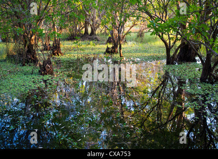 Üppige Feuchtgebiet bei Fogg Dam Conservation Reserve, Northern Territory Stockfoto