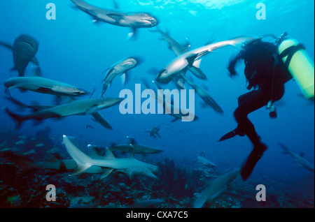 Taucher, die Fütterung Pack Weißspitzen-Riffhaie (Triaenodon Obesus) am Korallenriff, Cocos Island, Costa Rica - Pazifik. Stockfoto