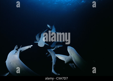 Packung mit Weißspitzen-Riffhaie (Triaenodon Obesus) nach Duftspur in Wassersäule. Cocos Island, Costa Rica, Pazifischer Ozean Stockfoto