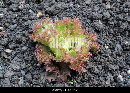 Loose-Leaf Salat "Lolla Rossa' (Lactuca sativa) In einem Gemüsegarten wächst, Großbritannien Stockfoto