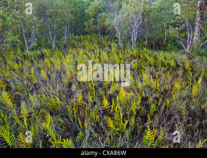 Grass und Farne bei Fogg Dam Conservation Reserve, Northern Territory Stockfoto