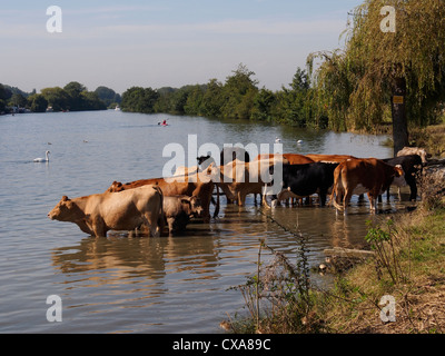 Seltene Rasse Kühe in der Themse zur Abkühlung Stockfoto