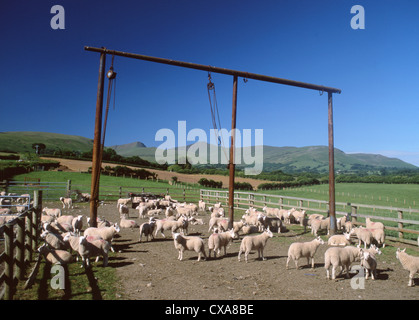 Schafe im Fahrerlager am Bauernhof in Brecon-Beacons-Nationalpark mit Pen y Fan im Hintergrund in der Nähe von Brecon Powys Wales UK Stockfoto