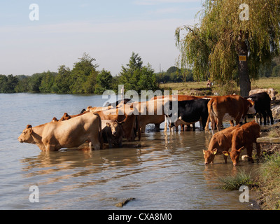 Seltene Rasse Kühe in der Themse zur Abkühlung Stockfoto