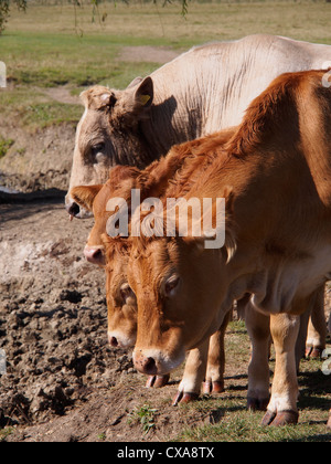 Seltene Rasse Kühe in der Themse zur Abkühlung Stockfoto