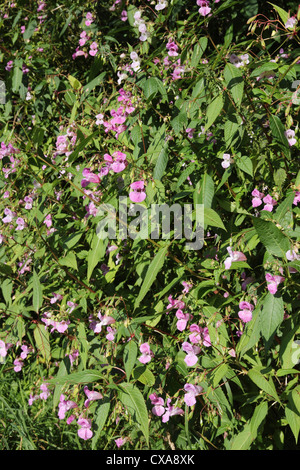 Himalaya oder Indische Springkraut (Impatiens Glandulifera) eine invasive nicht heimische Pflanzen wachsen im Vereinigten Königreich Stockfoto