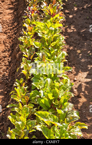 Reihen von jungen Rübenpflanzen im Sommergarten. Stockfoto