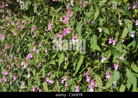 Himalaya oder Indische Springkraut (Impatiens Glandulifera) eine invasive nicht heimische Pflanzen wachsen im Vereinigten Königreich Stockfoto