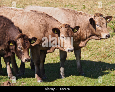 Seltene Rasse Kühe in der Themse zur Abkühlung Stockfoto