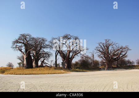 Baines Baobabs botsuana Stockfoto