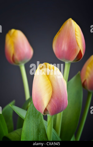 Ein Bouquet von rosa und gelb bicolor Tulpen vor einem grauen Hintergrund. Stockfoto