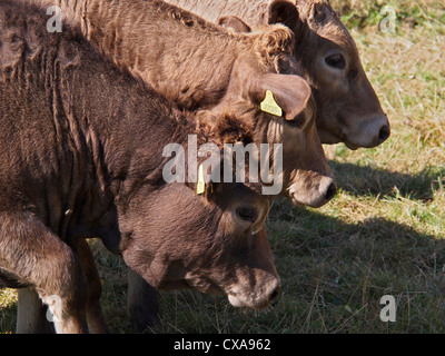 Seltene Rasse Kühe in der Themse zur Abkühlung Stockfoto