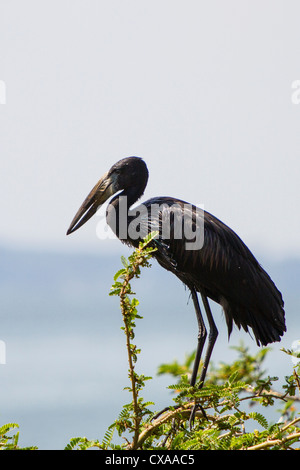Open-billed Storch, Ngamba Island. Es befindet sich an der Spitze eines Baumes und die Lücke in den Schnabel ist deutlich zu erkennen. Stockfoto