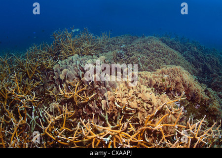 Ein Korallenriff bei Cordelia Banks in der Schwan-Inseln vor der Küste von Honduras. Stockfoto
