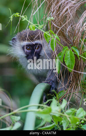 Vervet Affen, Uganda. Der Affe ist, hinter einem Büschel Gras peering Stockfoto