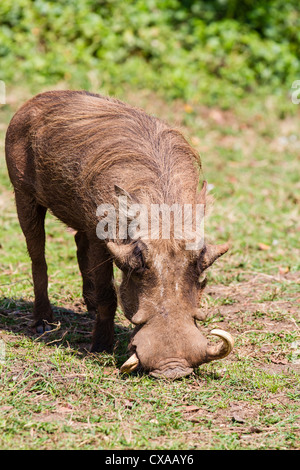 Eine Nahaufnahme von einem Warzenschwein Essen von der Wiese in der Nähe von Lake Mburo, Uganda Stockfoto