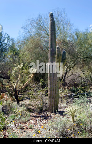 Einen gigantischen Saguaro-Kaktus in der kalifornischen Wüste.
