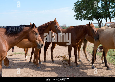 Eine kleine Herde von American Quarter Horses, Equus caballus. Sorrels, Buchten, und eine Dun. Oklahoma, USA. Stockfoto