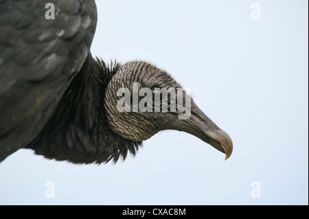 Eine schwarze Geier, gelegen an den Ufern des Flusses Haines Creek Lake County Leesburg, Florida USA Stockfoto