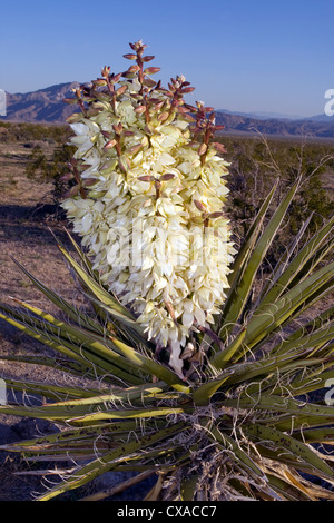 Eine Mojave Yucca (Yucca Schidigera) blüht in der Anza Borrego Wüste in Kalifornien. Stockfoto
