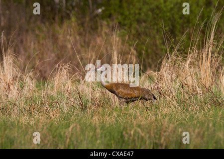 Sandhill Kran im Frühjahr Stockfoto